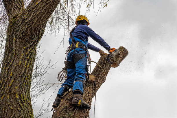 Emergency Storm Tree Removal in Pine Level, AL